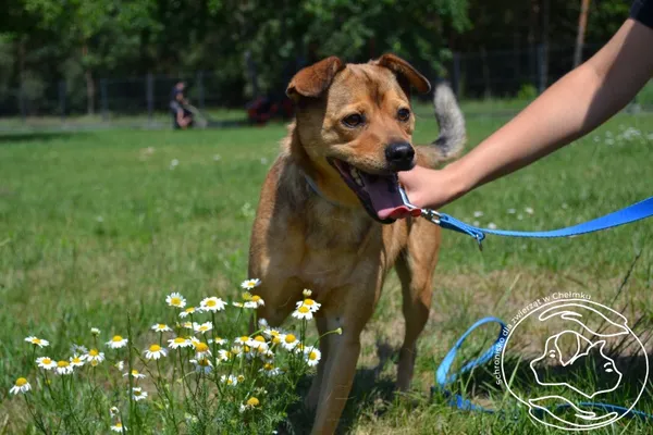 Pies do adopcji, Chełmek, 26 czerwca 2025