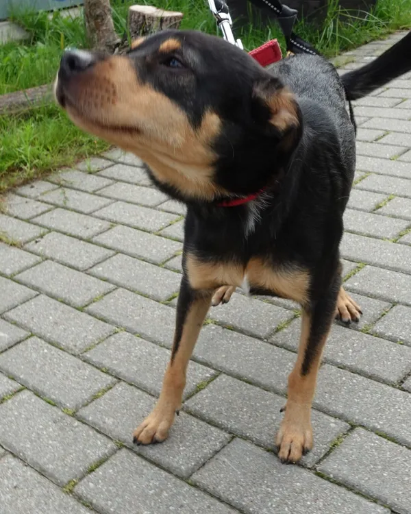 Znaleziono psa, Gdańsk, 14 lipca 2025