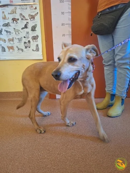 Znaleziono psa, Skałowo, 14 lipca 2025