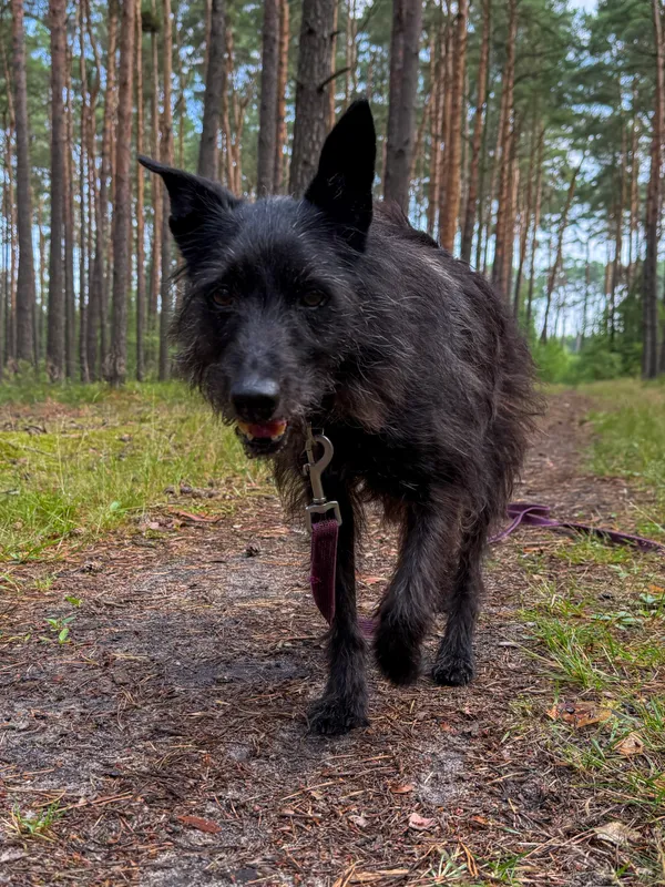 Pies do adopcji, Włocławek, 16 maja 2025 (1/5)