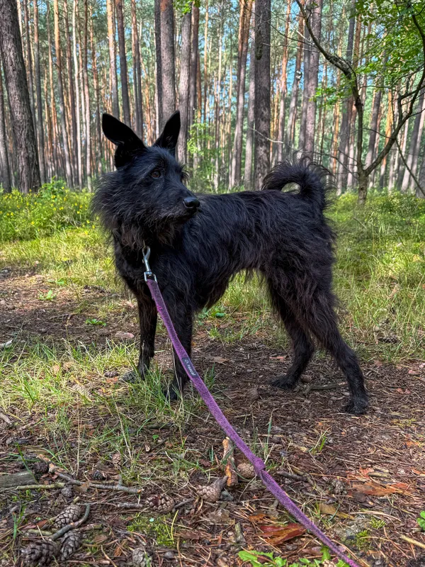 Pies do adopcji, Włocławek, 16 maja 2025 (5/5)