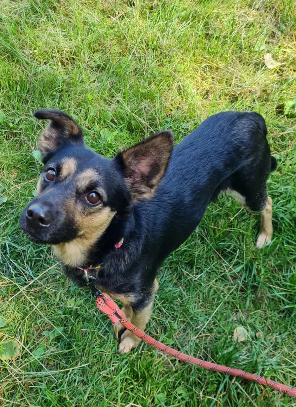 Pies do adopcji, Włocławek, 13 lipca 2025 (1/5)