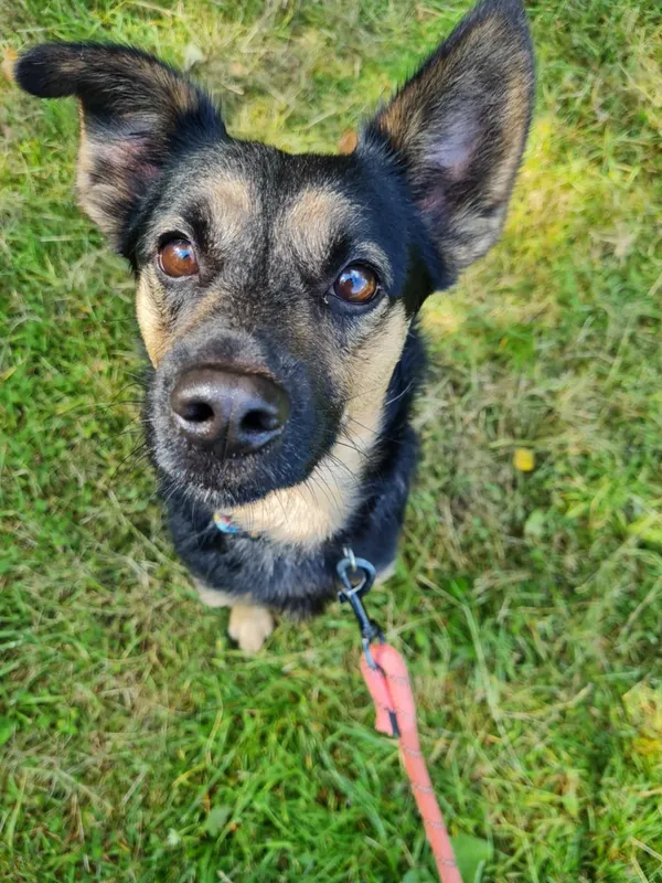 Pies do adopcji, Włocławek, 13 lipca 2025 (2/5)