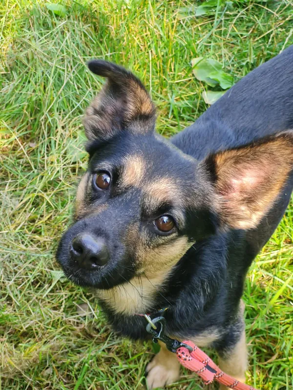 Pies do adopcji, Włocławek, 13 lipca 2025 (3/5)