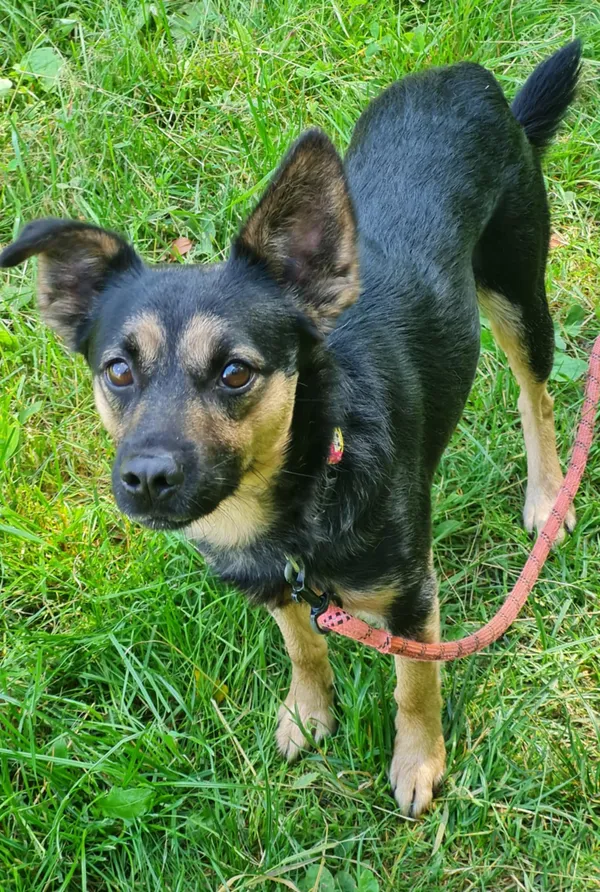 Pies do adopcji, Włocławek, 13 lipca 2025 (5/5)