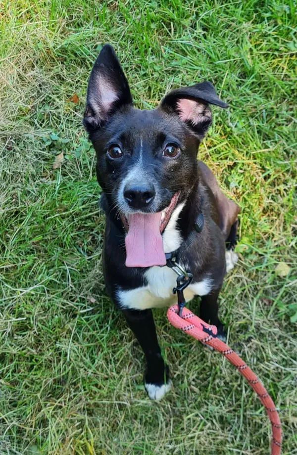 Pies do adopcji, Włocławek, 13 lipca 2025 (2/4)