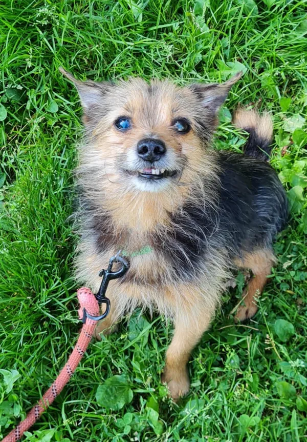 Pies do adopcji, Włocławek, 12 lipca 2025 (1/5)