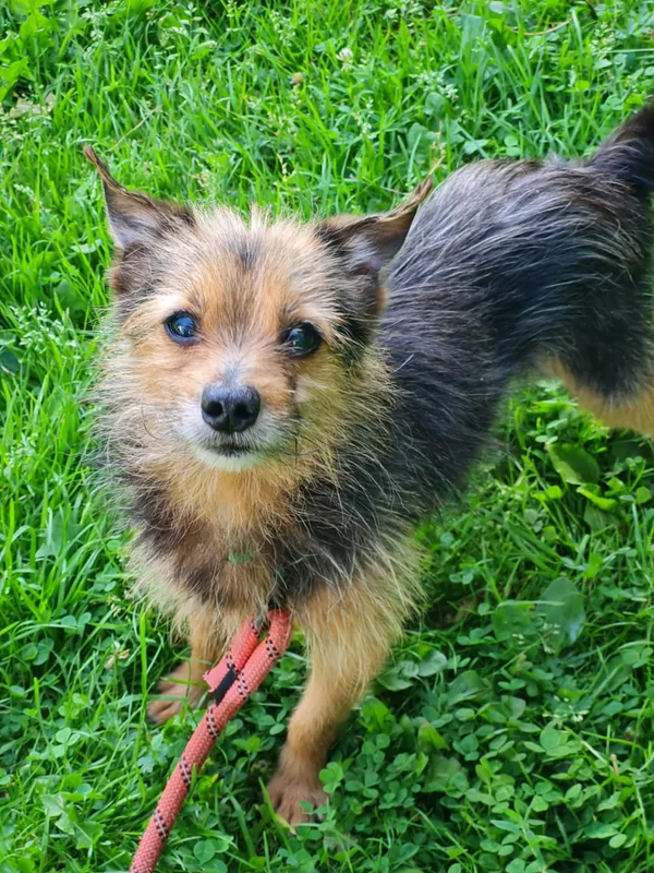 Pies do adopcji, Włocławek, 12 lipca 2025 (5/5)