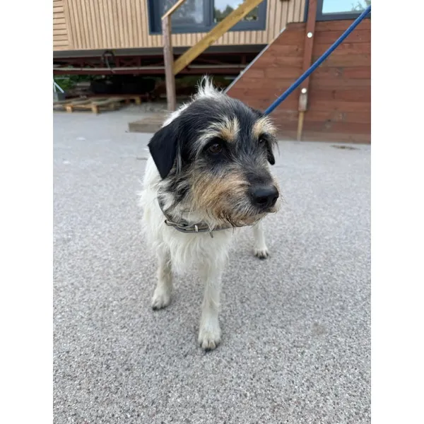 Znaleziono psa, Białystok, 12 lipca 2025