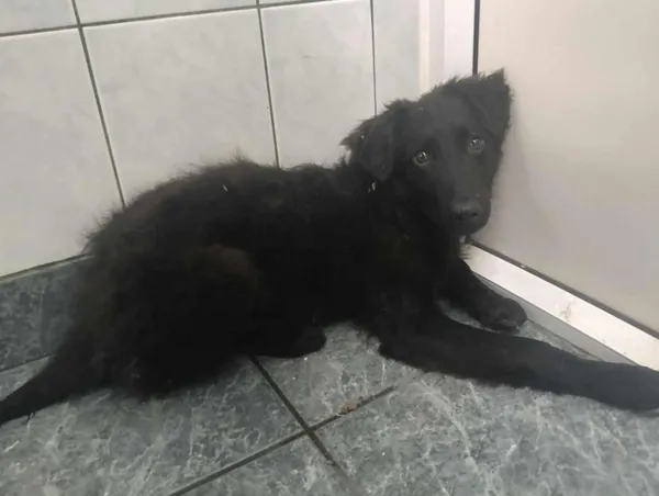 Znaleziono psa, Toruń, 13 lipca 2025