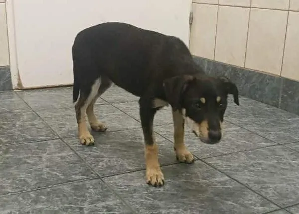 Znaleziono psa, Toruń, 13 lipca 2025