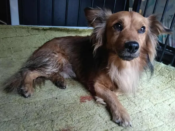 Znaleziono psa, Toruń, 13 lipca 2025