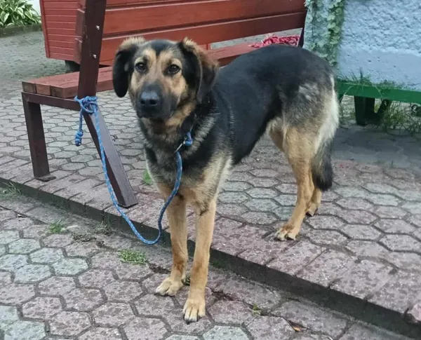 Znaleziono psa, Toruń, 13 lipca 2025