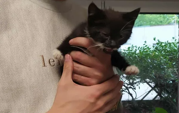 Znaleziono kota, Toruń, 13 lipca 2025