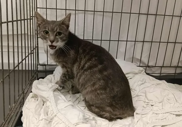 Znaleziono kota, Toruń, 12 lipca 2025