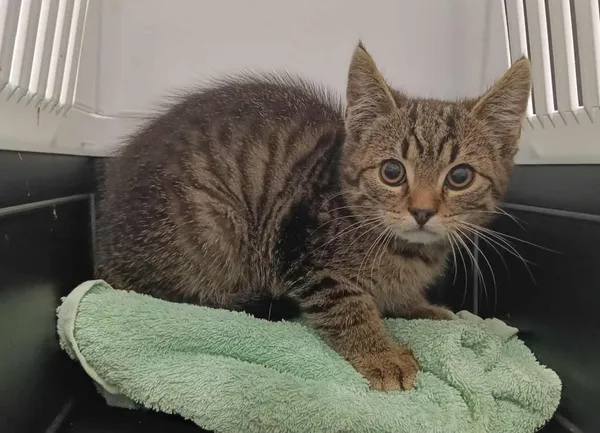 Znaleziono kota, Toruń, 12 lipca 2025