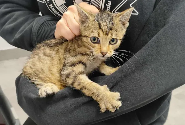 Znaleziono kota, Toruń, 12 lipca 2025