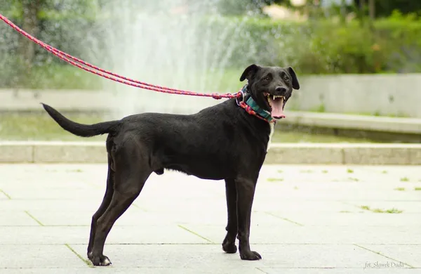 Znaleziono psa, Toruń, 11 czerwca 2025