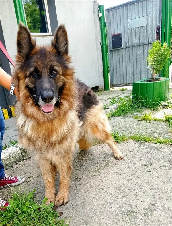 Pies do adopcji, Racibórz, 13 lipca 2025