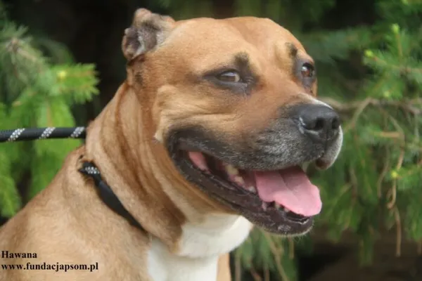 Pies do adopcji, Nowy Dwór Mazowiecki, 14 lipca 2025 (1/2)