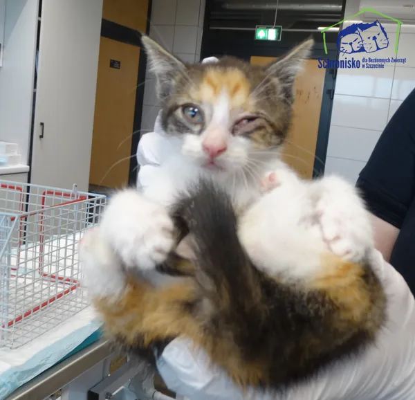 Znaleziono kota, Szczecin, 13 lipca 2025