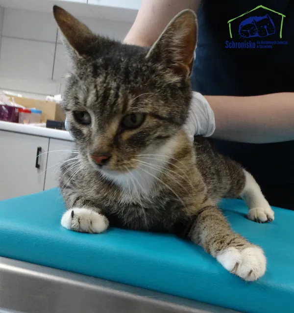 Znaleziono kota, Szczecin, 13 lipca 2025