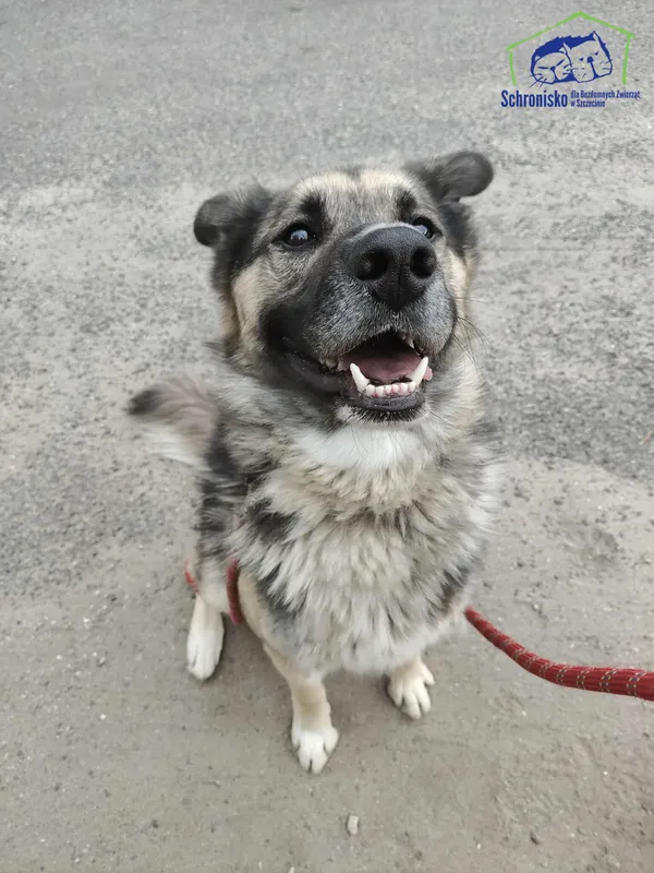 Znaleziono psa, Szczecin, 14 lipca 2025 (2/3)