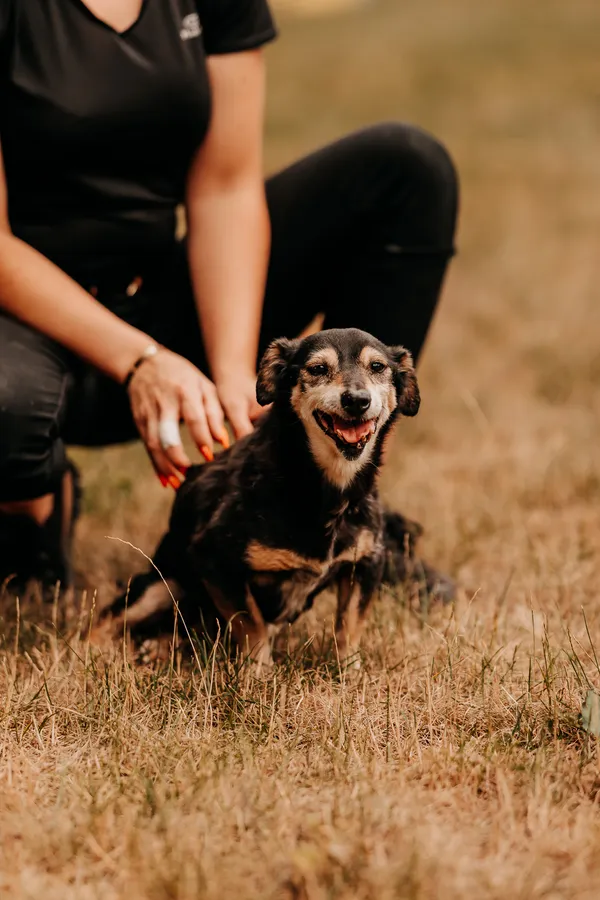 Pies do adopcji, Czartki, 14 lipca 2025 (2/5)