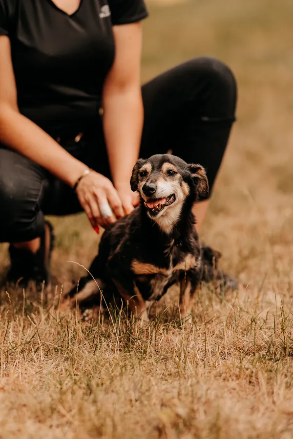 Pies do adopcji, Czartki, 14 lipca 2025 (3/5)