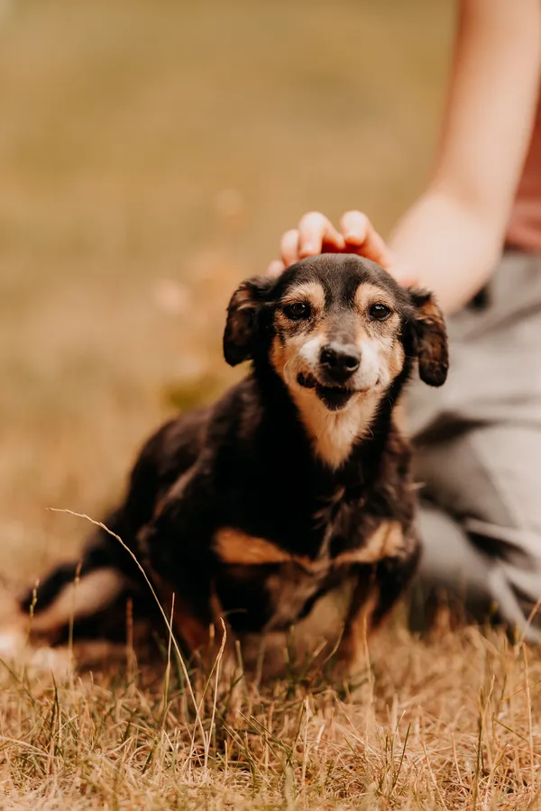 Pies do adopcji, Czartki, 14 lipca 2025 (5/5)