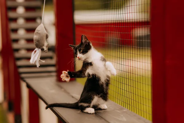 Kot do adopcji, Czartki, 14 lipca 2025 (3/5)