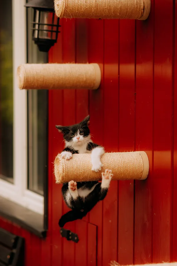 Kot do adopcji, Czartki, 14 lipca 2025 (4/5)