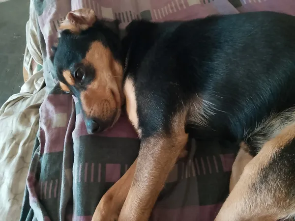 Zaginął pies, Łódź, 14 lipca 2025