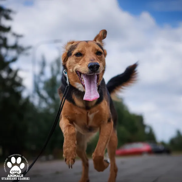 Pies do adopcji, Starogard Gdański, 14 lipca 2025 (2/4)