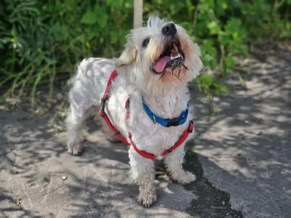 Pies do adopcji, Żywiec, 15 lipca 2025 (4/5)