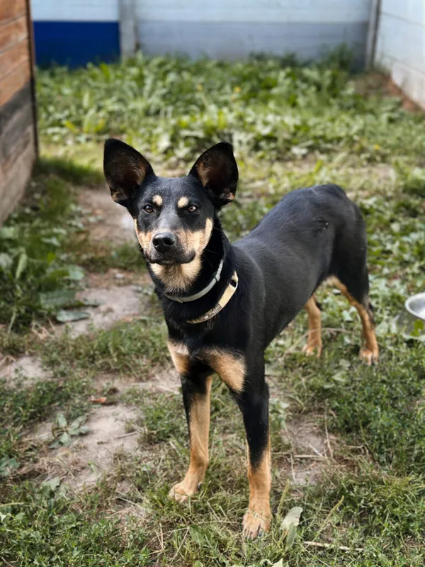 Pies do adopcji, Korabiewice, 14 lipca 2025 (1/5)