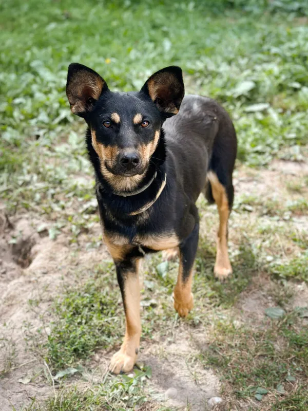 Pies do adopcji, Korabiewice, 14 lipca 2025 (3/5)