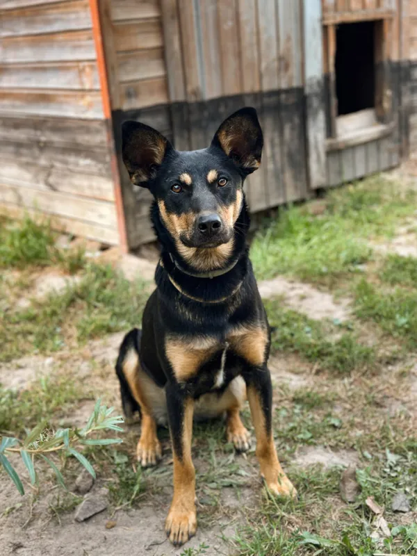 Pies do adopcji, Korabiewice, 14 lipca 2025 (4/5)