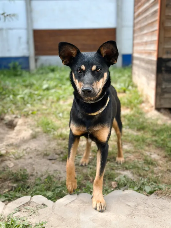 Pies do adopcji, Korabiewice, 14 lipca 2025 (5/5)