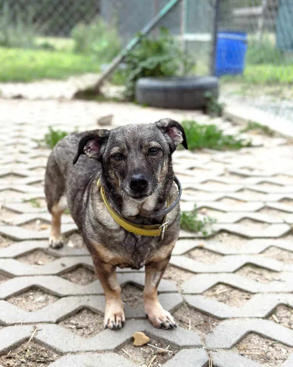 Pies do adopcji, Korabiewice, 14 lipca 2025 (1/5)