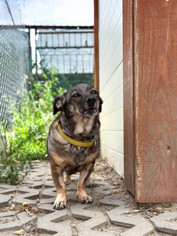 Pies do adopcji, Korabiewice, 14 lipca 2025 (3/5)