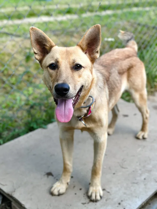 Pies do adopcji, Korabiewice, 14 lipca 2025 (1/5)