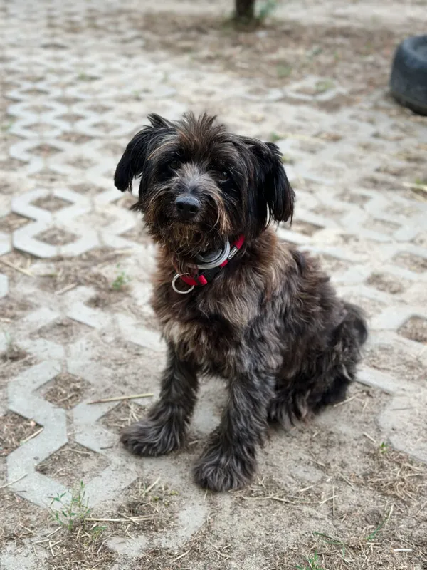 Pies do adopcji, Korabiewice, 14 lipca 2025 (3/5)