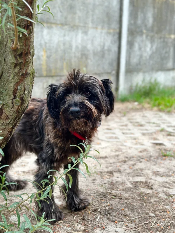 Pies do adopcji, Korabiewice, 14 lipca 2025 (5/5)