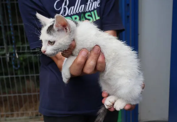 Znaleziono kota, Łódź, 13 lipca 2025 (1/2)