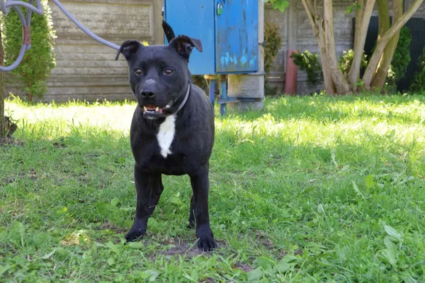 Pies do adopcji, Bełchatów, 28 grudnia 2024 (1/4)