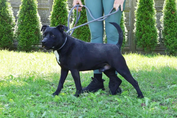 Pies do adopcji, Bełchatów, 28 grudnia 2024 (3/4)