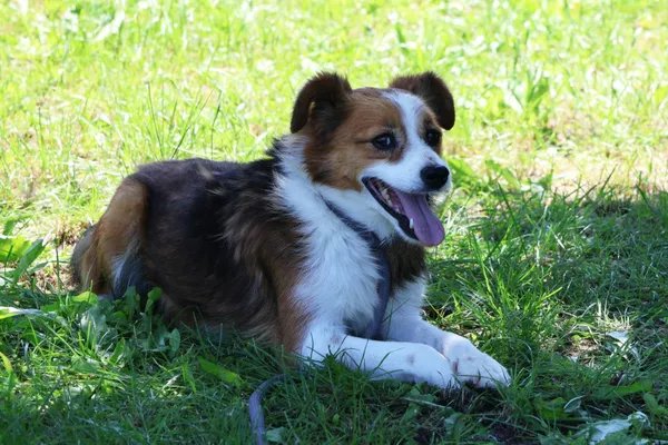 Pies do adopcji, Bełchatów, 18 października 2024 (4/5)