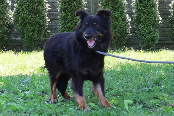 Pies do adopcji, Bełchatów, 23 stycznia 2025 (1/5)