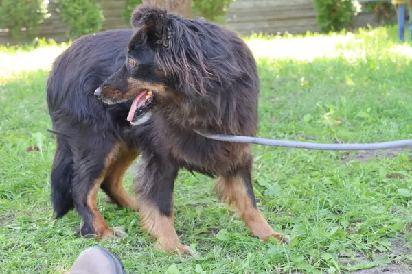 Pies do adopcji, Bełchatów, 23 stycznia 2025 (3/5)